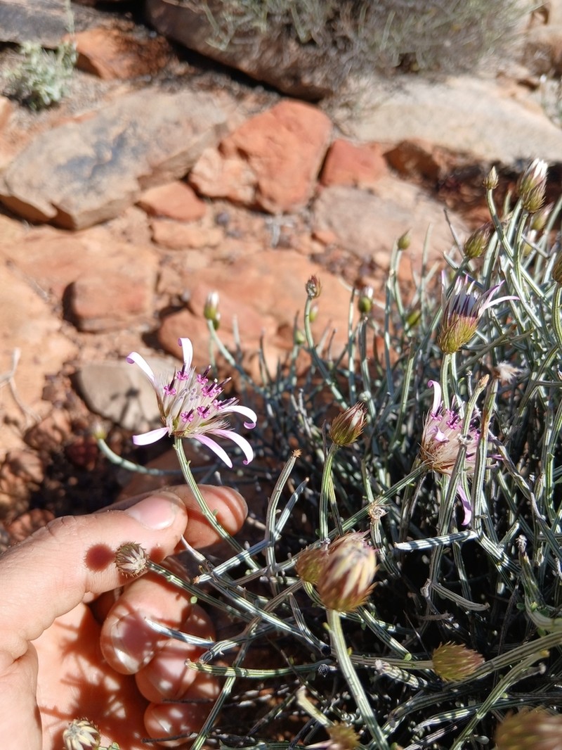 Dicoma picta photo 7