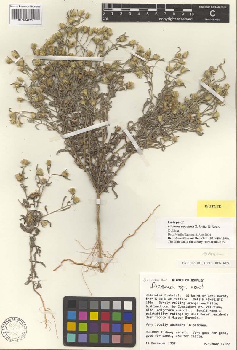 Dicoma popeana