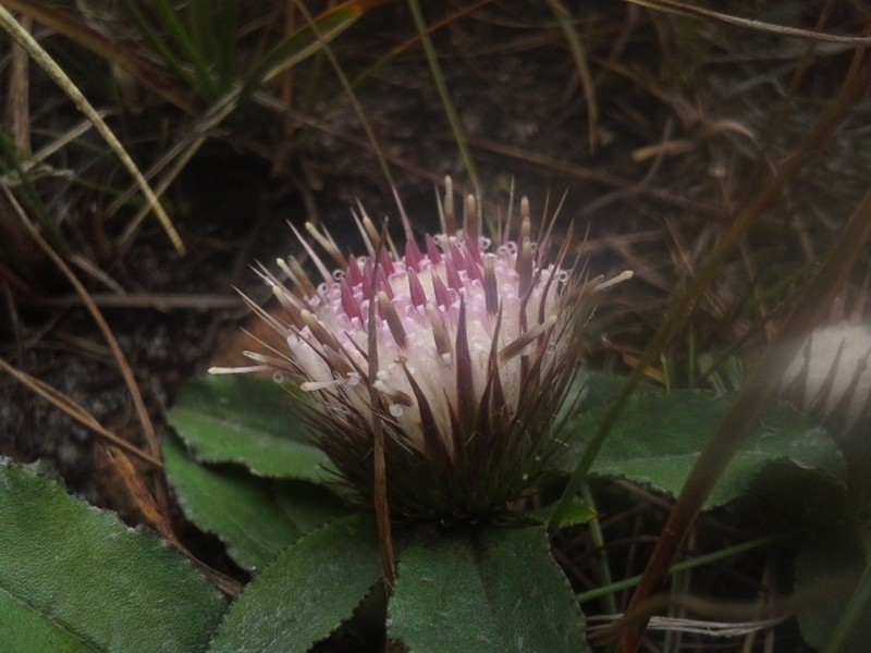 Dicoma prostrata