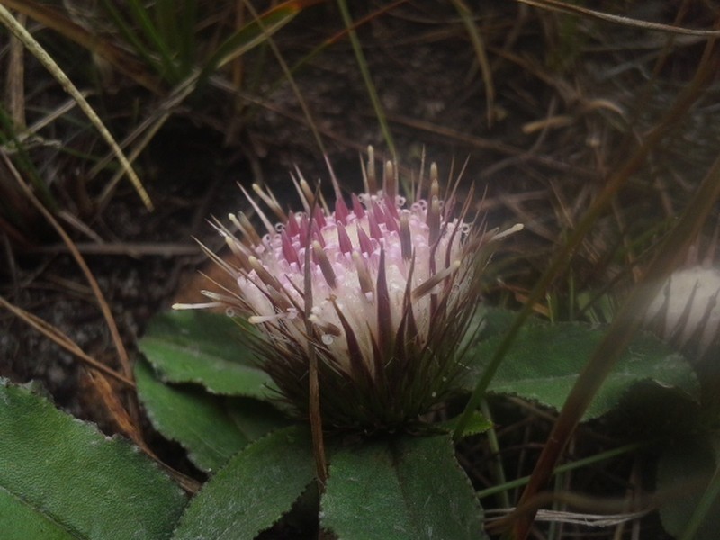 Dicoma prostrata photo 2