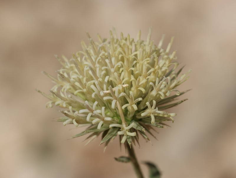 Dicoma schimperi