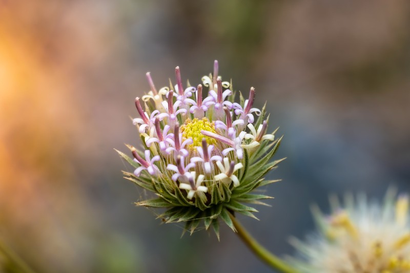 Dicoma schimperi photo 2