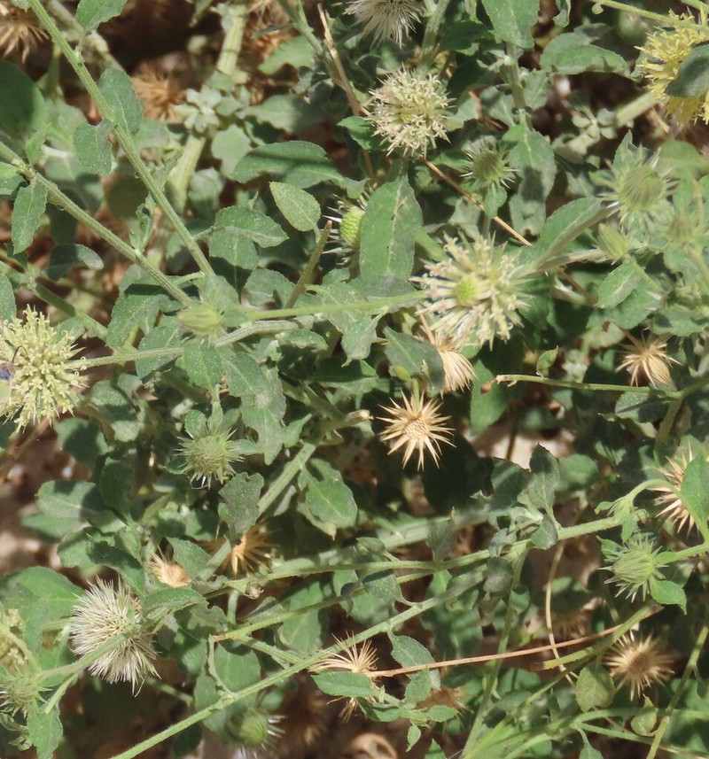 Dicoma schimperi photo 3