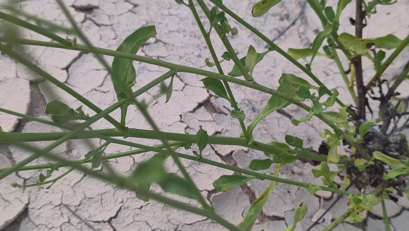 Dicoma schimperi photo 4