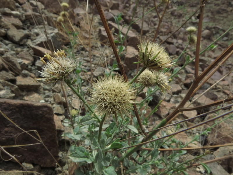 Dicoma schimperi photo 5
