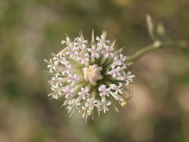 Dicoma schimperi photo 6