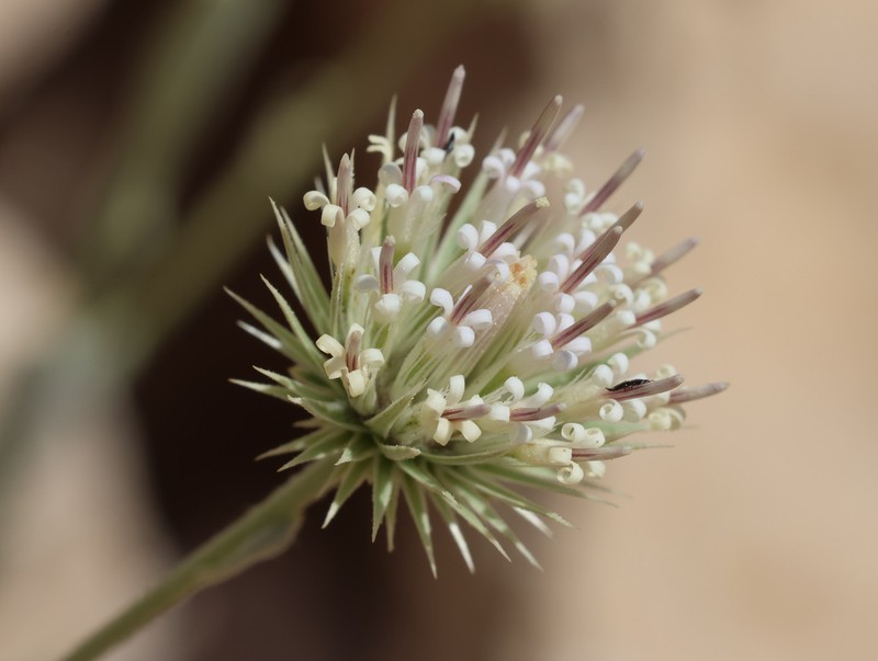 Dicoma schimperi photo 7