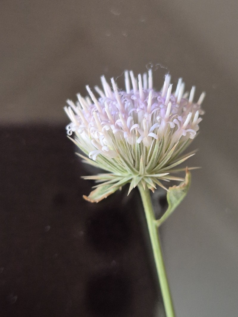 Dicoma schimperi photo 8