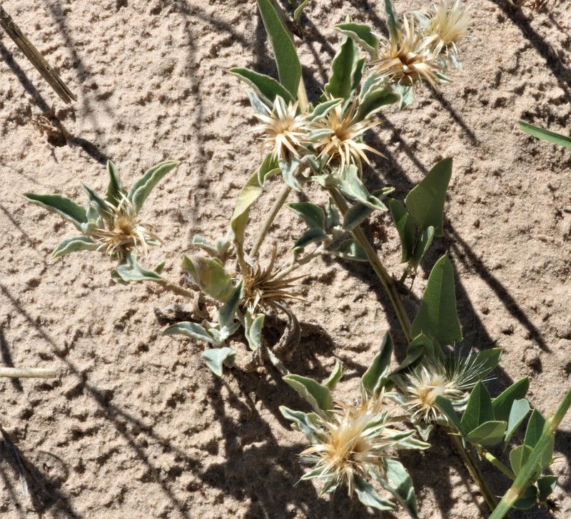 Dicoma schinzii