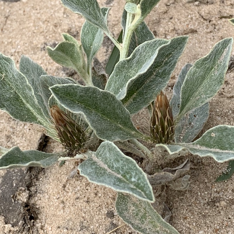 Dicoma schinzii photo 2