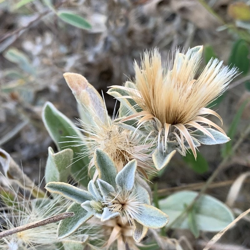 Dicoma schinzii photo 3