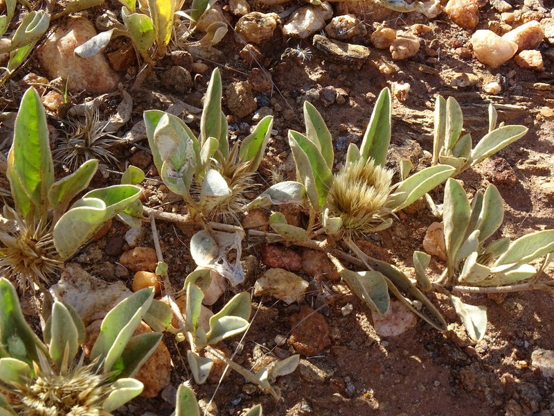 Dicoma schinzii photo 4