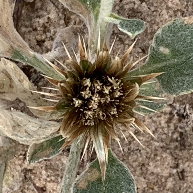 Dicoma schinzii photo 5