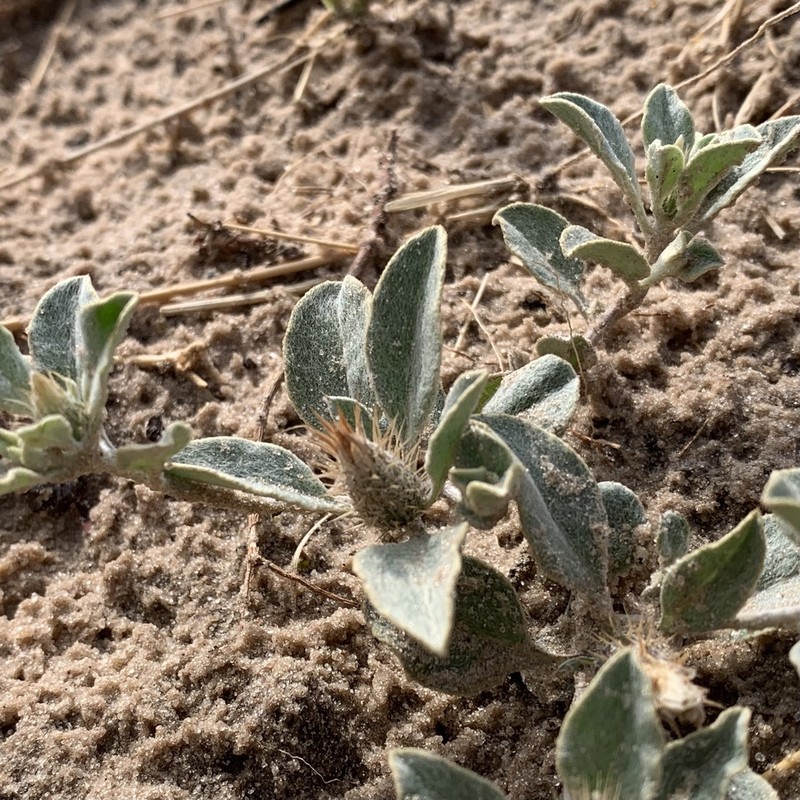 Dicoma schinzii photo 6
