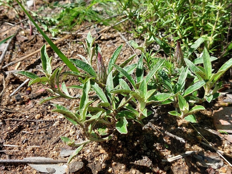 Dicoma schinzii photo 7