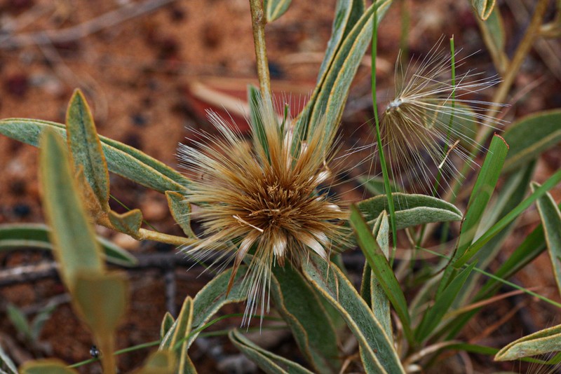 Dicoma schinzii photo 8