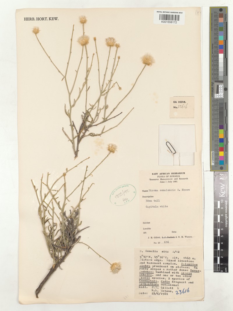 Dicoma somalense
