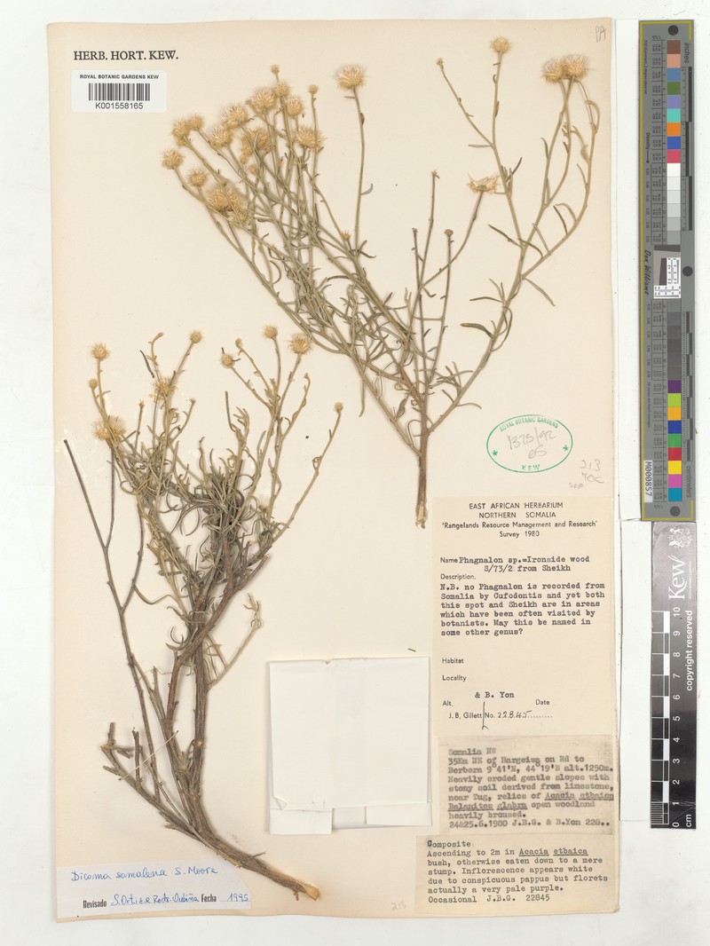Dicoma somalense photo 2