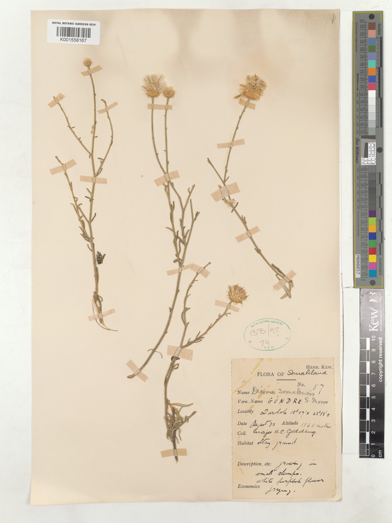Dicoma somalense photo 3