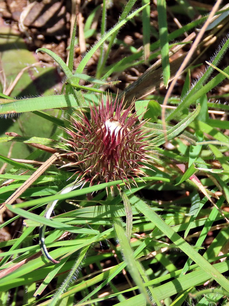 Dicoma swazilandica