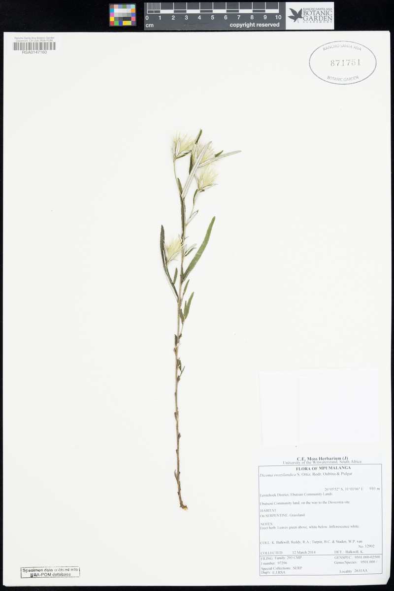 Dicoma swazilandica photo 2