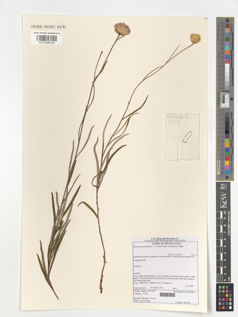 Dicoma swazilandica photo 3