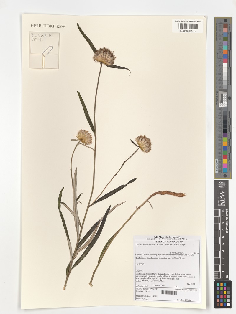 Dicoma swazilandica photo 4