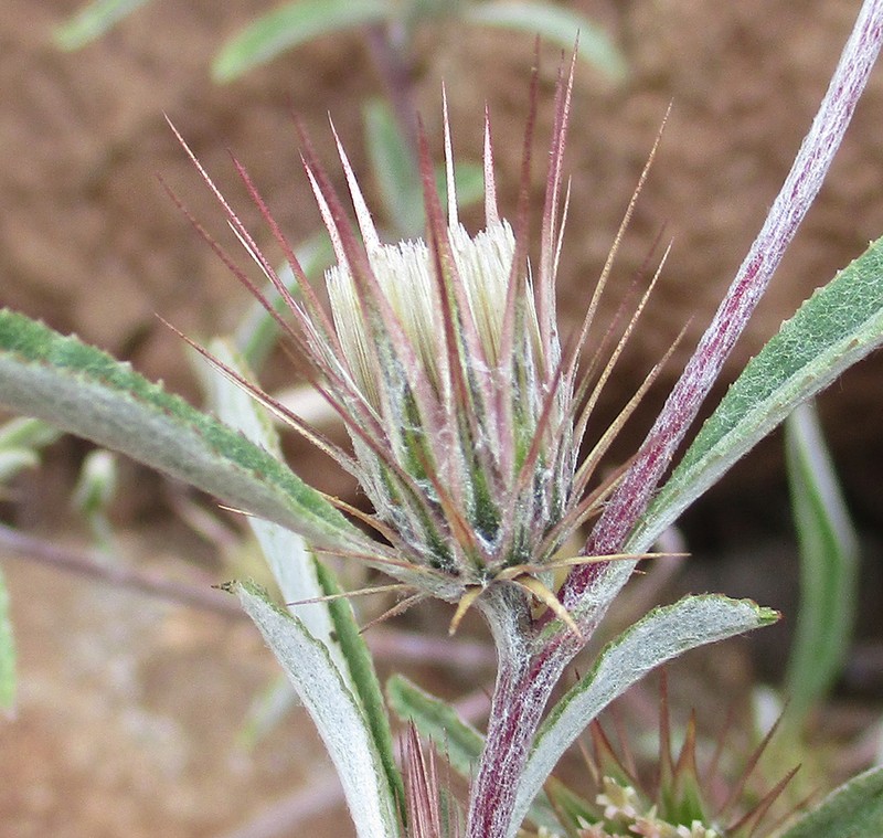 Dicoma tomentosa
