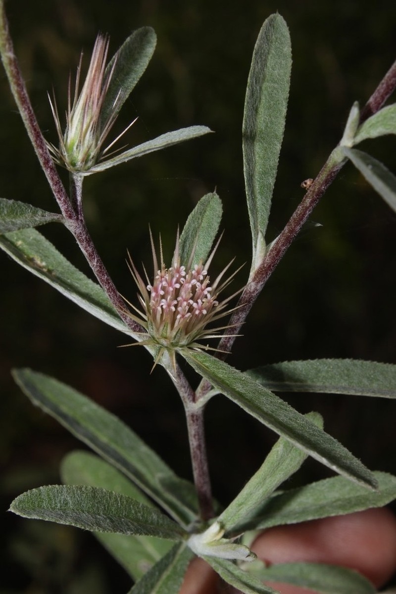 Dicoma tomentosa photo 2
