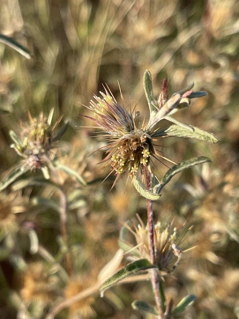 Dicoma tomentosa photo 3