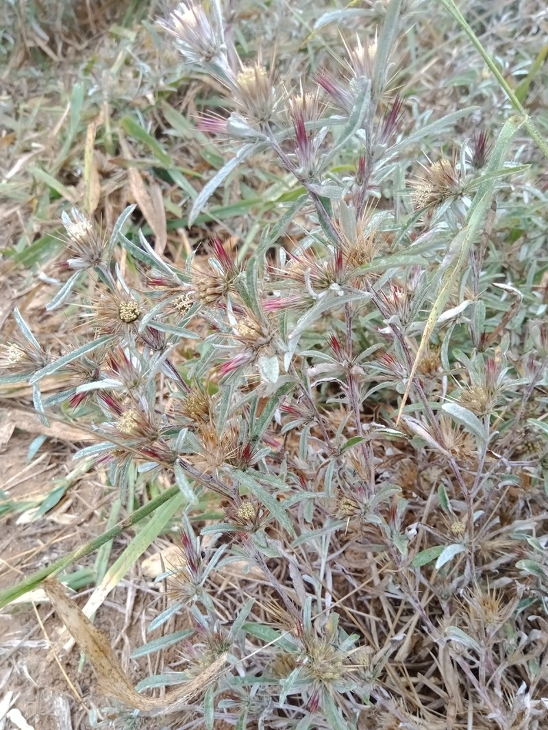 Dicoma tomentosa photo 6
