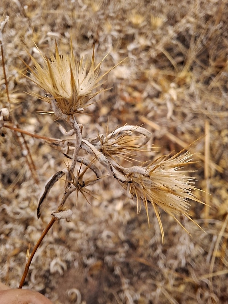 Dicoma tomentosa photo 7