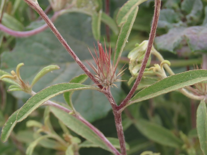 Dicoma tomentosa photo 8