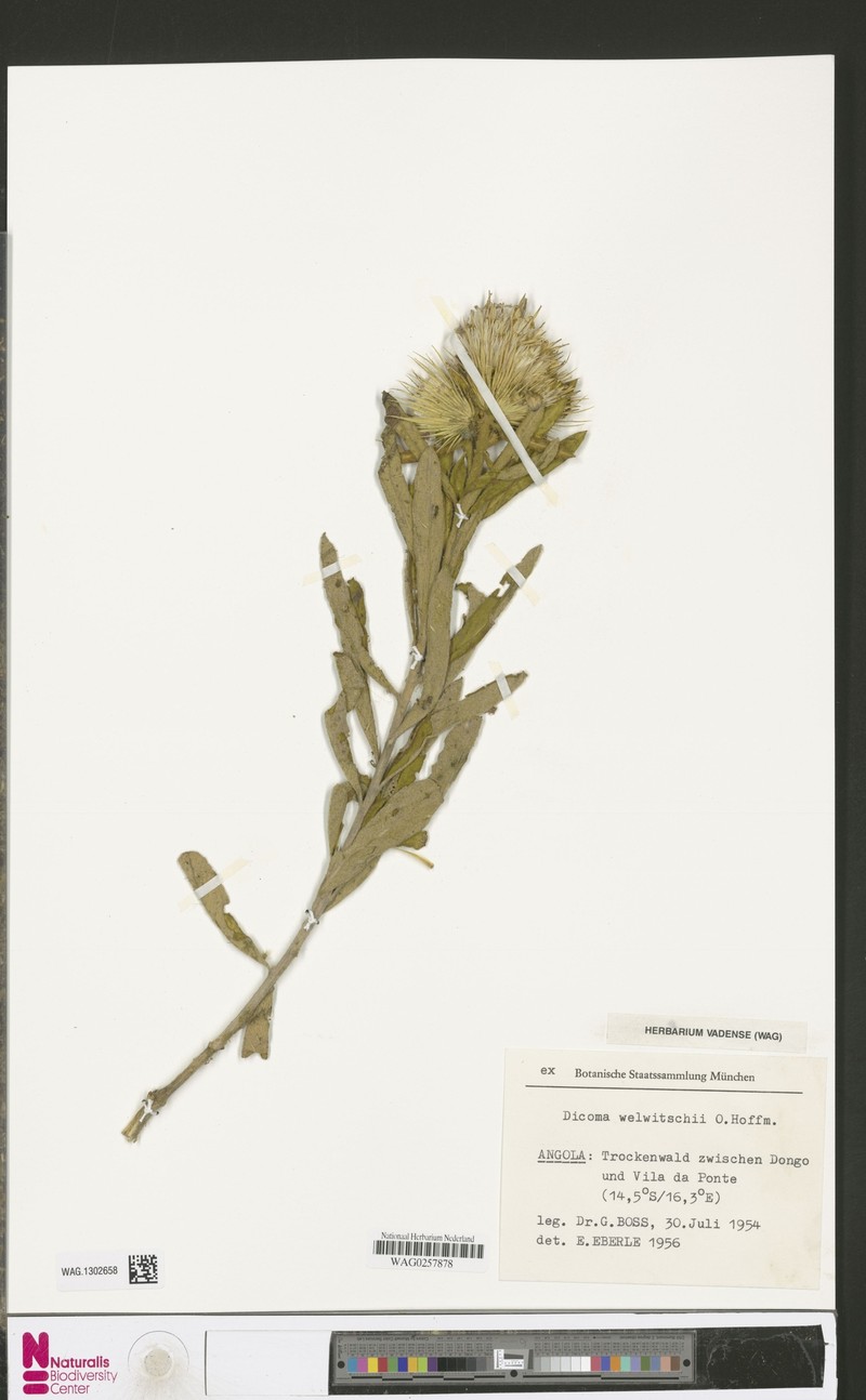 Dicomopsis welwitschii photo 2