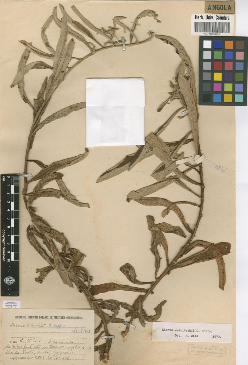 Dicomopsis welwitschii photo 3