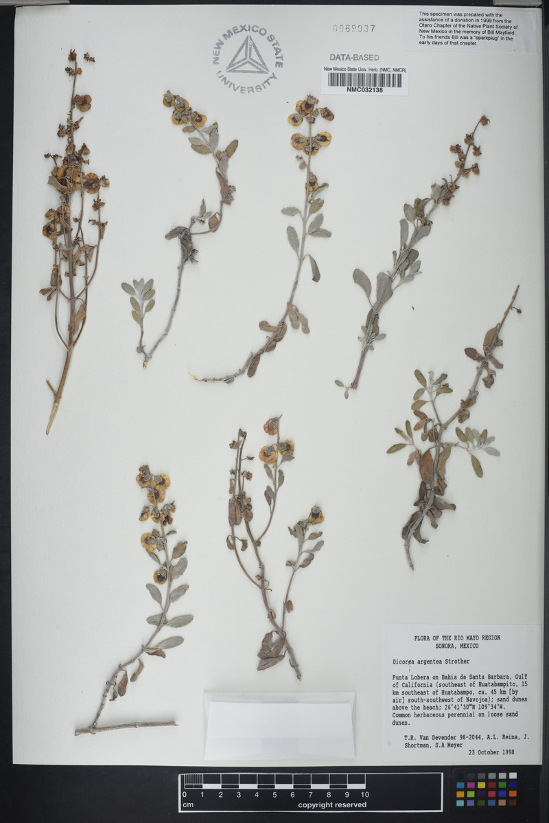 Dicoria argentea