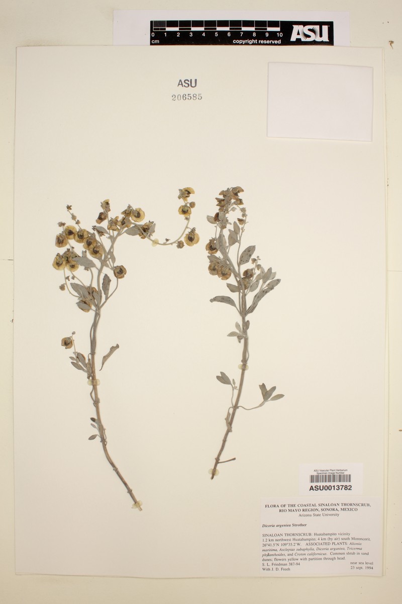 Dicoria argentea photo 2
