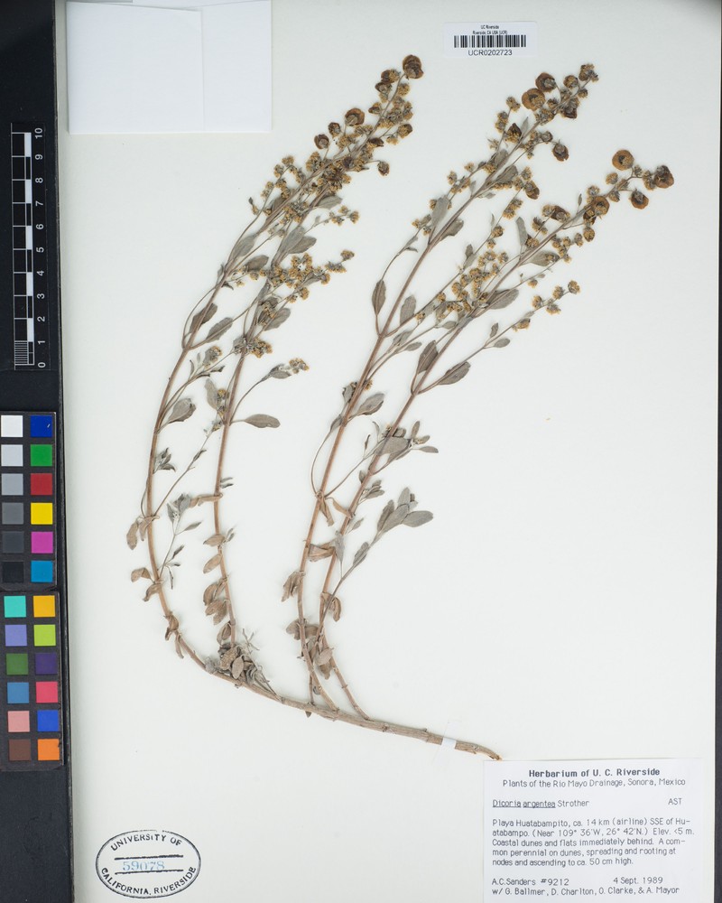 Dicoria argentea photo 3