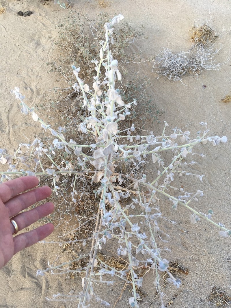 Desert Twinbugs