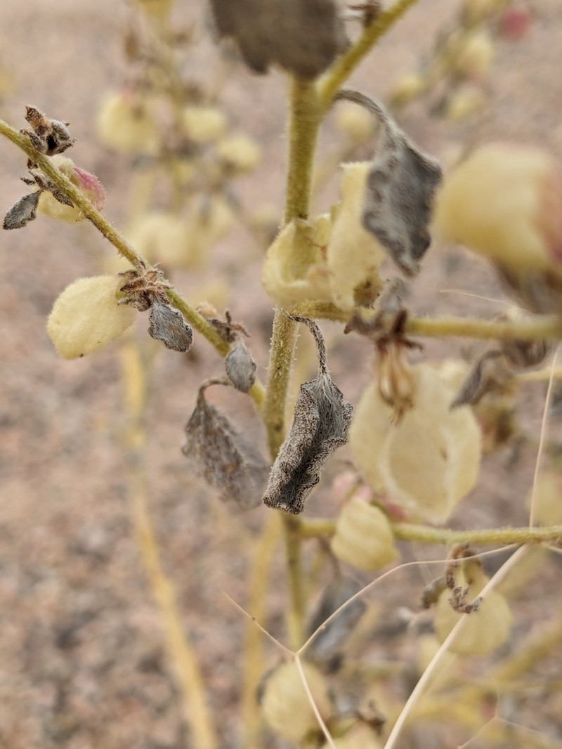 Desert Twinbugs photo 4