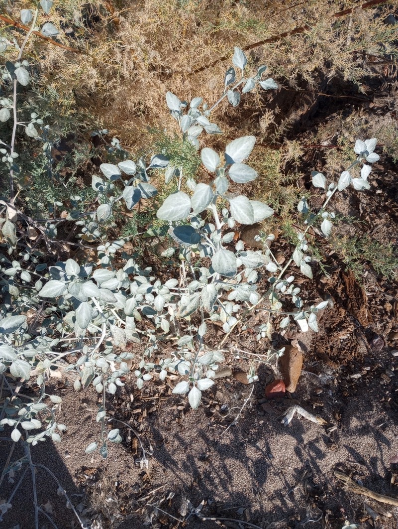 Desert Twinbugs photo 5