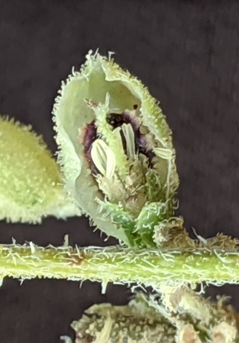 Desert Twinbugs photo 6