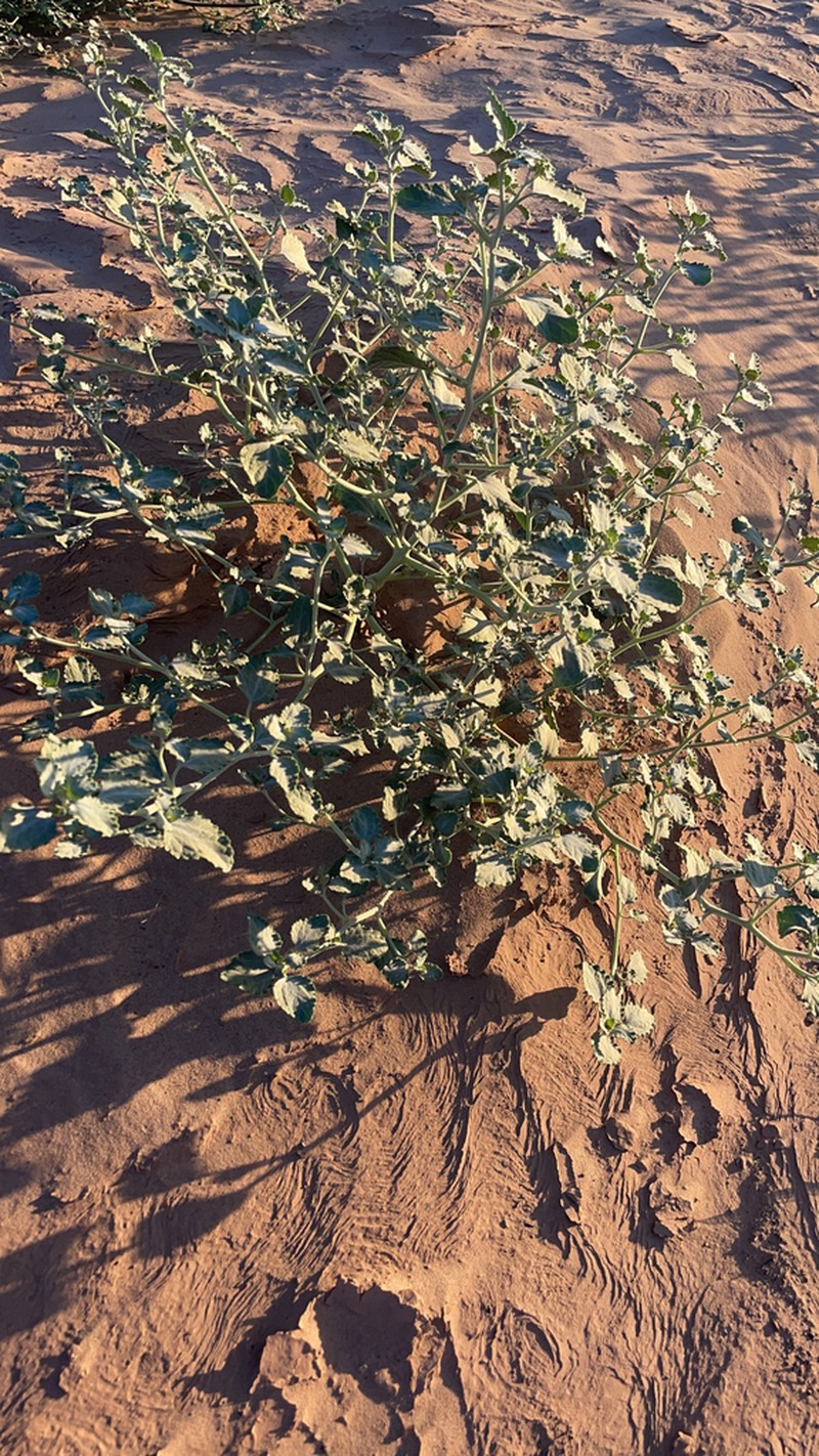 Desert Twinbugs photo 7