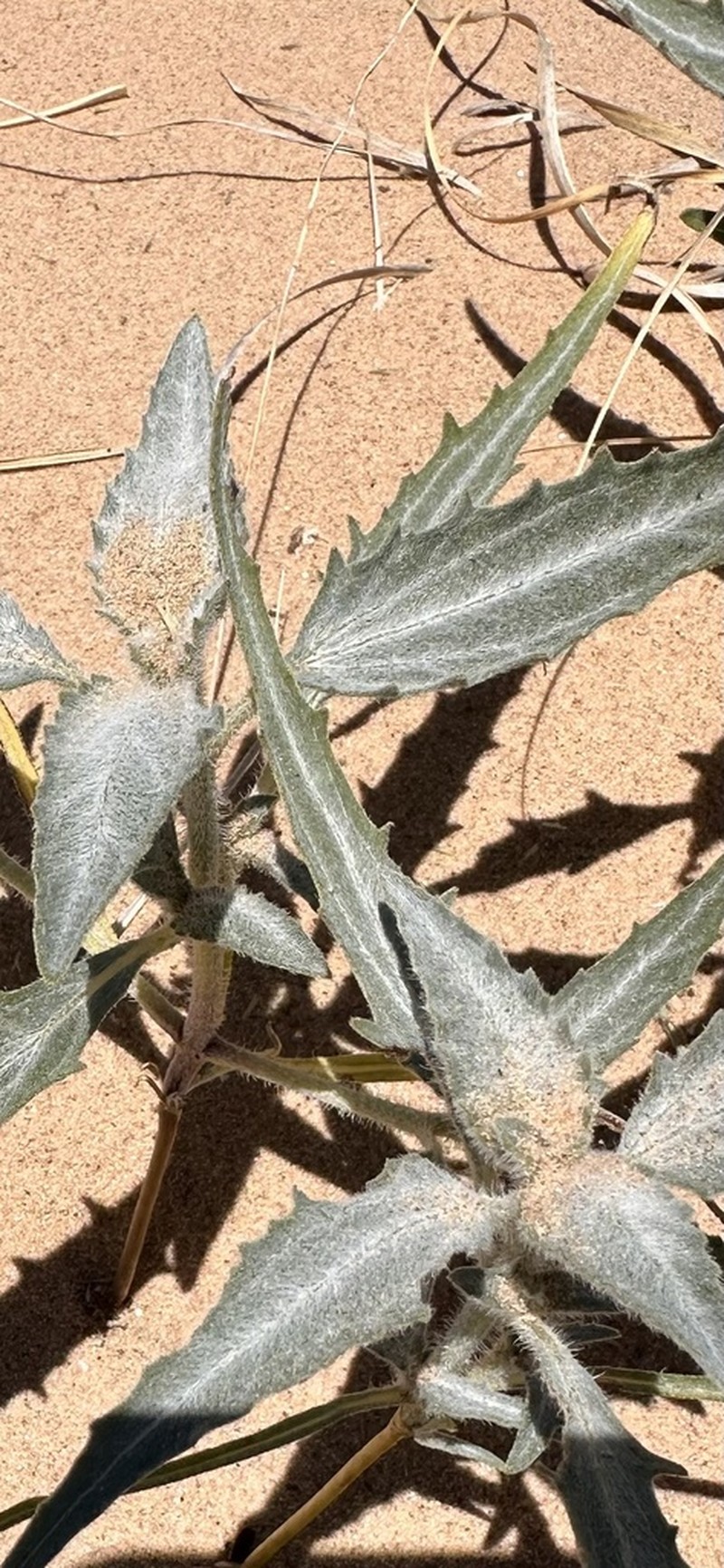Desert Twinbugs photo 8