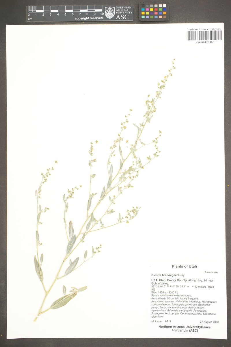 Dicoria canescens subsp. brandegeei photo 4