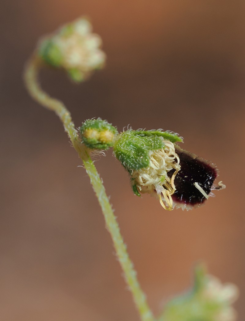 Dicoria canescens subsp. brandegeei