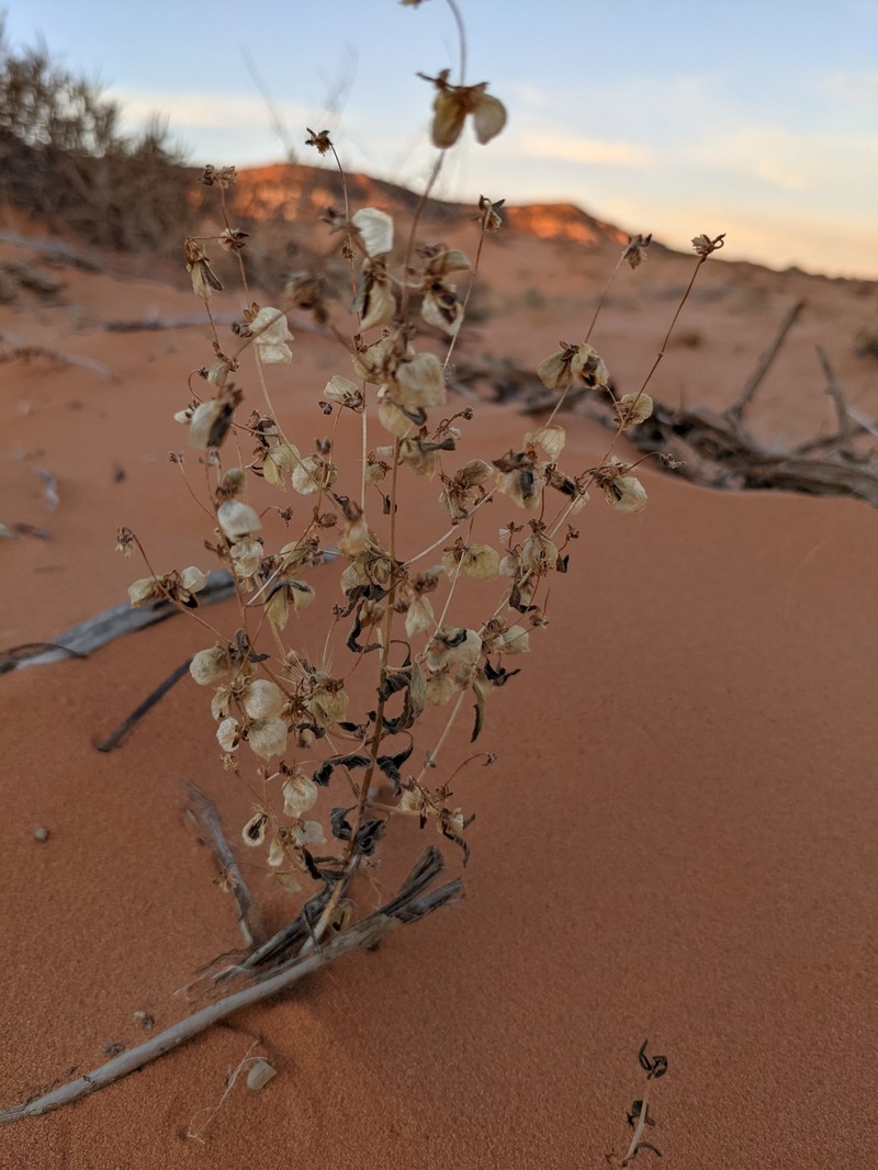 Dicoria canescens subsp. brandegeei photo 3