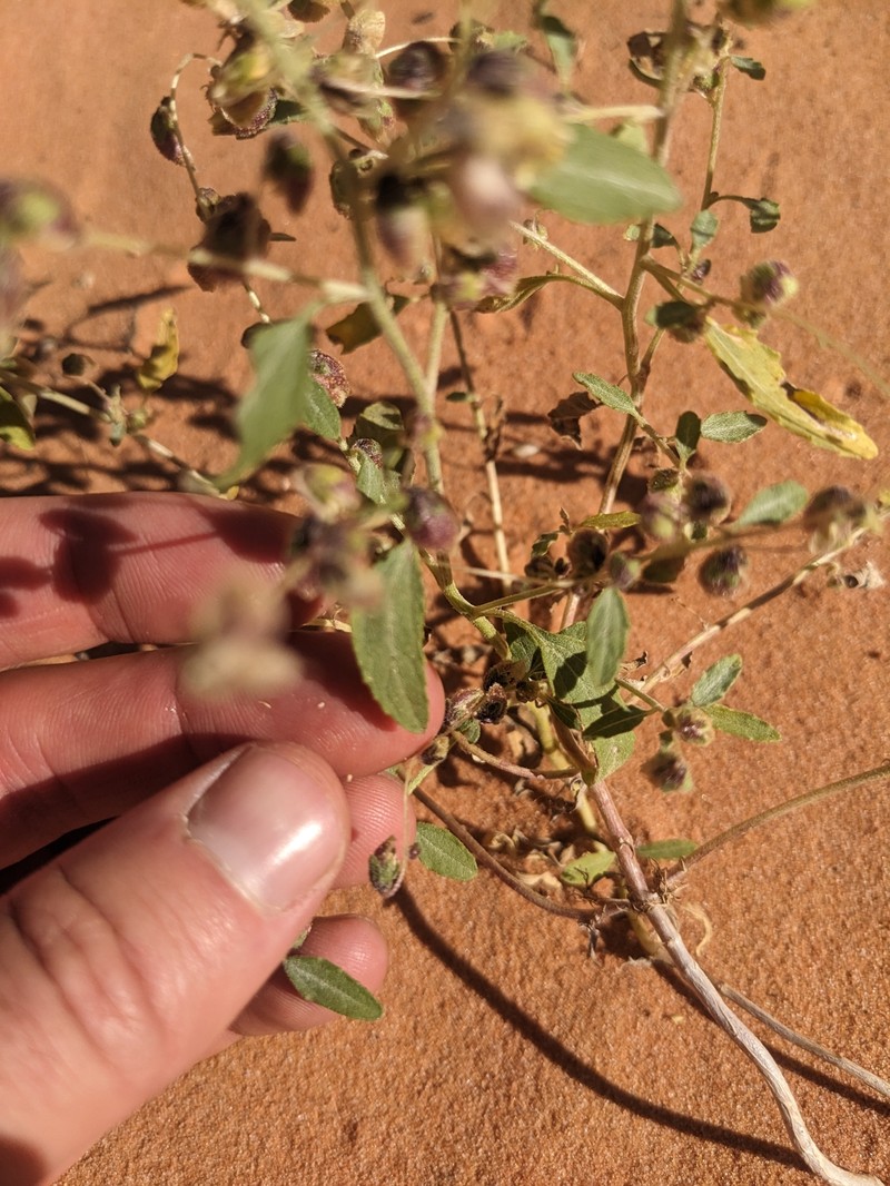 Dicoria canescens subsp. canescens photo 2