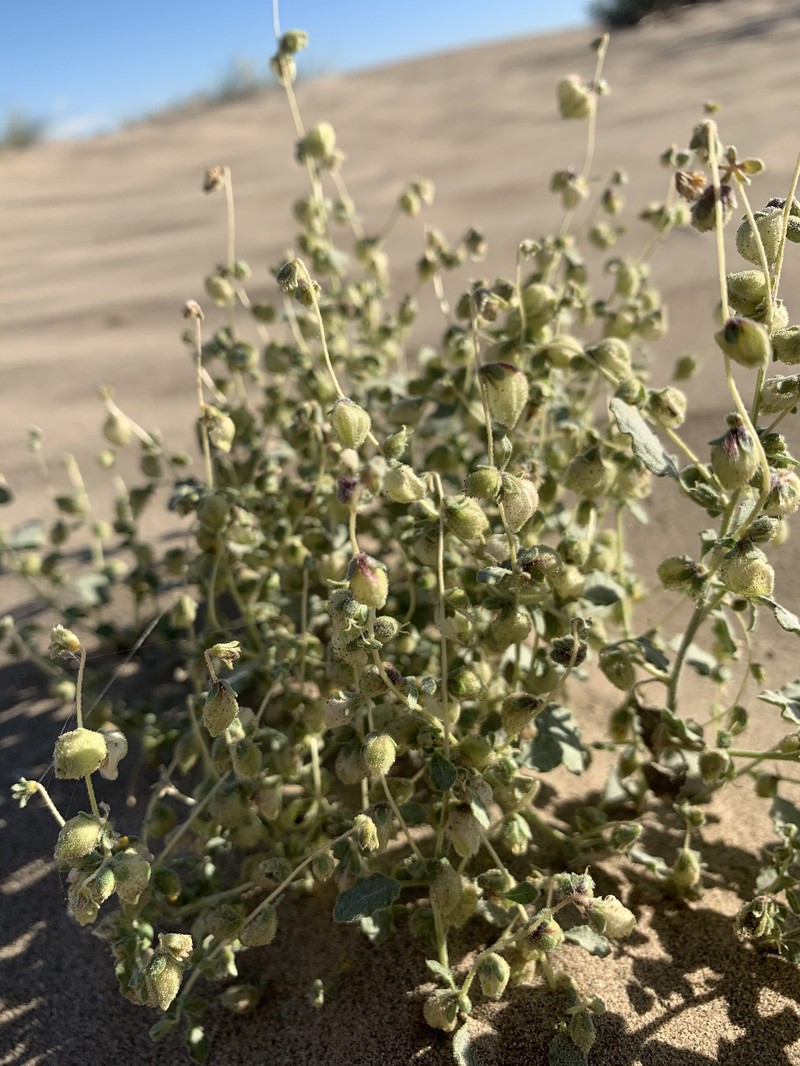 Dicoria canescens subsp. canescens photo 3