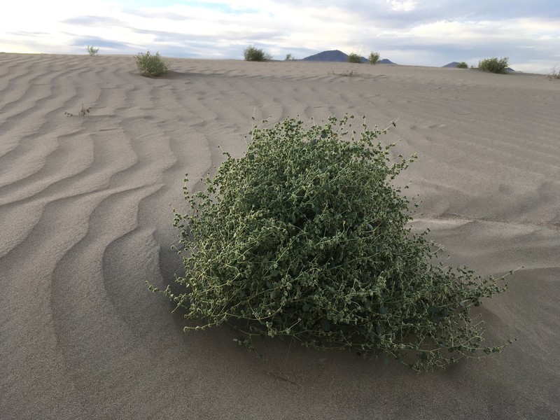 Dicoria canescens subsp. canescens photo 4